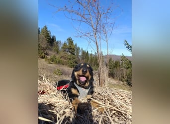Emma  - Jagdterrier