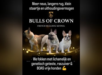 Französische Bulldogge reinrassig FCI (körperlich/genetisch getestet)