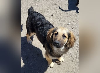 Julio ❤️ sozialer Jungrüde sucht dich!