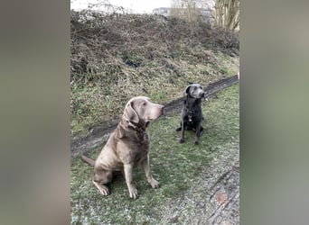 Labrador Welpen reinrassig Rüde Silber NRW Düsseldorf Köln Kleinanzeige