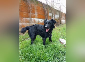 FLOKI - der freundliche und verspielte junge Rüde freut sich auf tolle Abenteuer mit seiner Familie
