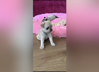 Mops Welpen ( noch 2 Rüde)