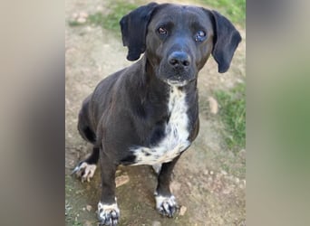Hailey, geb. ca. 06/2015, lebt in GRIECHENLAND, auf einem Gelände, Hunde werden notdürftig versorgt
