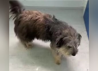 Beard - freundlicher, lieber, katzenverträglicher Rauhaardackel-Mix Rüde / z.Zt. noch in Rumänien