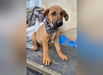 KIMO - möchte ins Hundeglück starten!