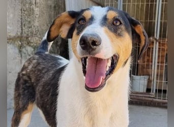 Dino ❤️ aufgeweckter, lieber Traumhund