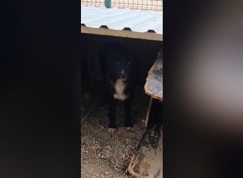 Corwin Border Collie Mix sucht ein liebes Zuhause oder erfahrene Pflegestelle