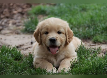 Golden Retriever Welpen vom Thüringer Wald