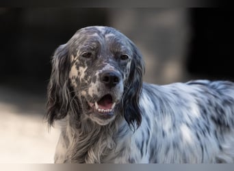 Jolie