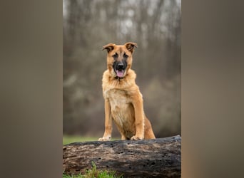 Wollen Sie Pumba kennenlernen?