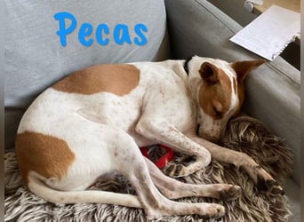 Pecas 05/2022 (in Deutschland) - frech, klug und bereit fürs Abenteuer!