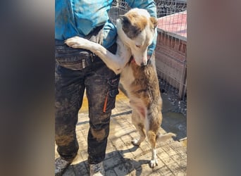 ♥NACHO♥ wunderschöner, verschmuster, aktuell zu dünner Jungrüde, der gemobbt wird 53 cm
