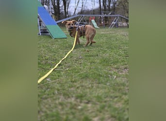 Feli und Gooofy suchen ein neues Zuhause
