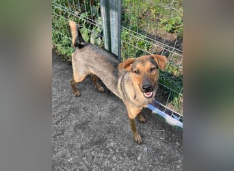 ⭐️WUMMEL⭐️, Rüde, 1,5 Jahre, 52 cm, Mischling, Tierschutz