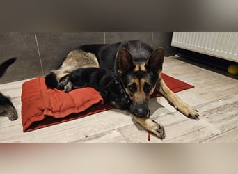 Osteuropäische Schäferhund Welpen