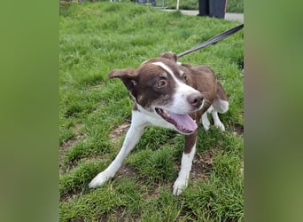 Cayo, 5 Jahre, sucht kompetentes Zuhause