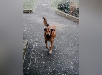 ♥JOSY♥ verliert ihr Zuhause in Grevenbroich - so menschenbezogene und sanfte Schönheit 50 cm