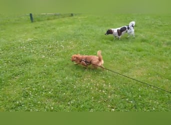 Kleine Holly sucht liebevolles Zuhause