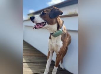 Terry - ein Herz auf 4 Pfoten sucht seine Familie