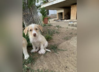 Sunny – kleines Hundemädchen sucht ihr Glück