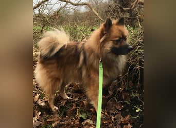 Bailey-SR, hübscher Kerl sucht ein Zuhause.
