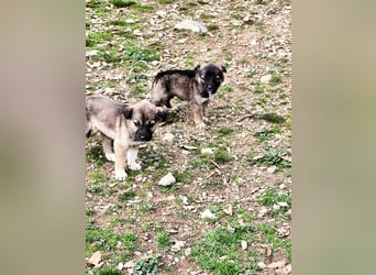 Buddy sucht sein Zuhause – Eine kleine Fellnase mit viel Charme