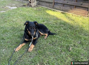 Raya, zartes Hundemädchen sucht ihr Zuhause, PS in 85461 Bockhorn