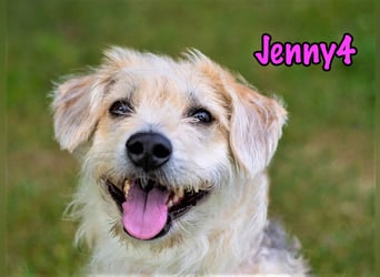 Jenny4 geb. 01/2018 - bezaubernde und super liebe, kleine Wuschelhündin!