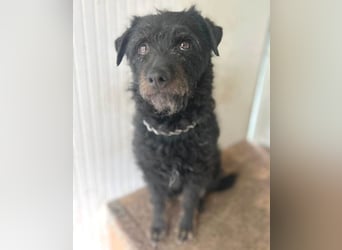zarte kleine Hundeseele BORI - 6 Jahre, 40cm/9kg - Schnauzer-Mix