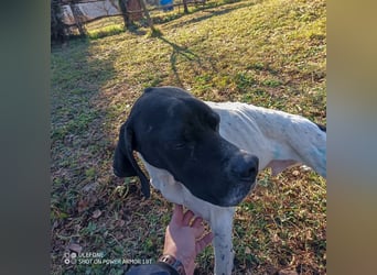 Kunta Kinte - ein ganz besonderer, freundlicher und gehorsamer Hund sucht ein liebevolles Zuhause 
