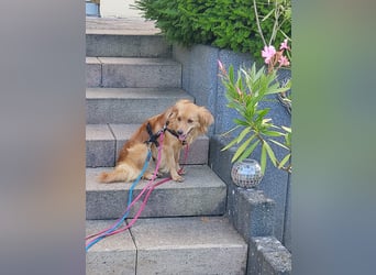 Bolota, Mix Dackel / Spaniel, noch schüchtern und ängstlich