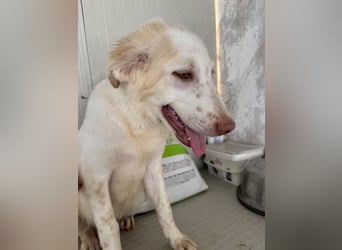 Milo: völlig überfordert im Tierheim