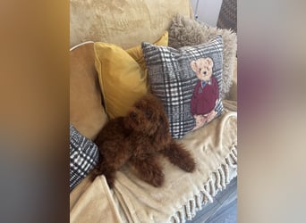 Pudel sehr kleine Pudel Asiatische Linie  Schosshund