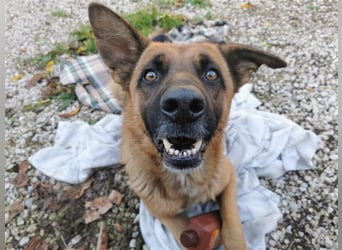 Loki sucht einfühlsames Zuhause
