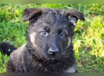 Schäferhundwelpen aus TOP Verpaarung mit roten SV Papieren