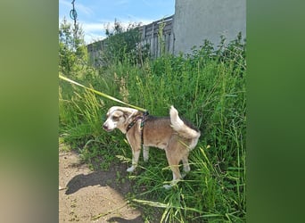 Bobby, menschenbezogen und lieb