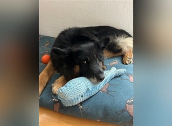 Toller Bruno sucht seine Familie
