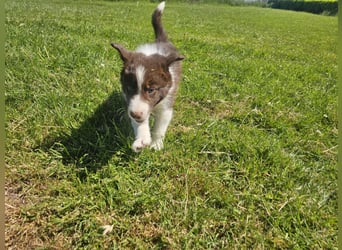 Border Collie Welpen -  Rüden