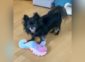 Tylor, menschenbezogen und katzenfreundlich