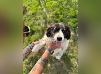 MILLA - Eine Überlebenskämpferin sucht ihr Zuhause Zuhause oder Pflegestelle zum 06.09.2025 gesucht!