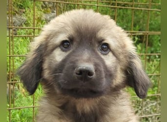 Romeo ❤️ verspielter, verträglicher Bub!