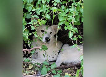 Yuki