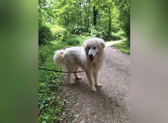 Pyränenberghundmix Tobi