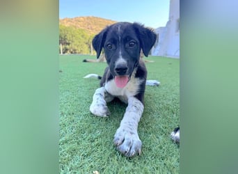 jacko sucht ein zu hause