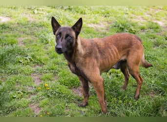 AVANI - das hübsche Malinois-Mädchen sucht eine hundeerfahrene Familie!