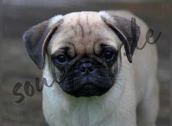 Mops 2.0 Welpen, Rüde, 13 Wochen, Ahnentafel CfdM / VDH / FCI