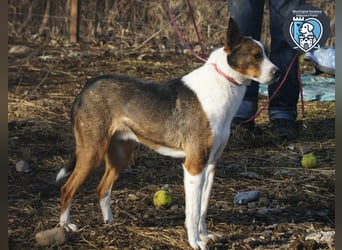 Ziggy sucht ein Zuhause