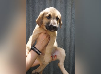 Ronja- Kulleraugen auf vier Pfoten