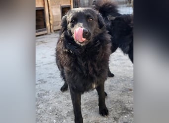 Duke ❤️ aufgeweckter, junger Kroat. Schäferhund-Mix-Bub!