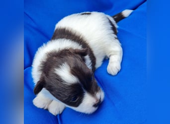 Bezaubernde Welpen aus Bolonka Zwetna und Pomeranian (Zwergspitz)
